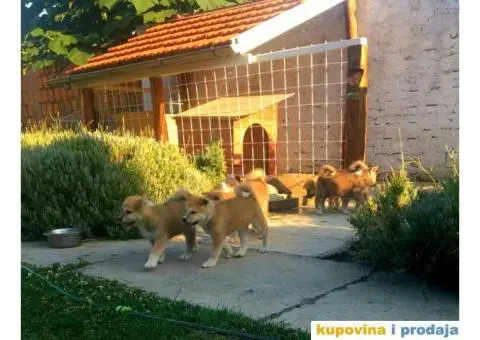 Japanska akita, akita inu - 1/7