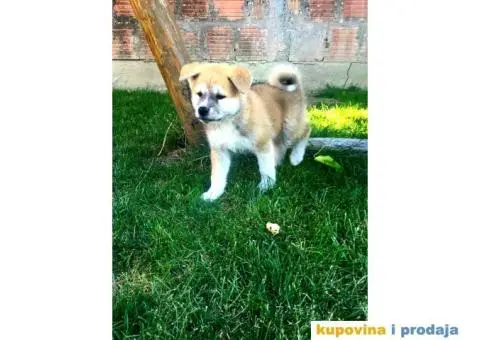 Japanska akita, akita inu - 2/7