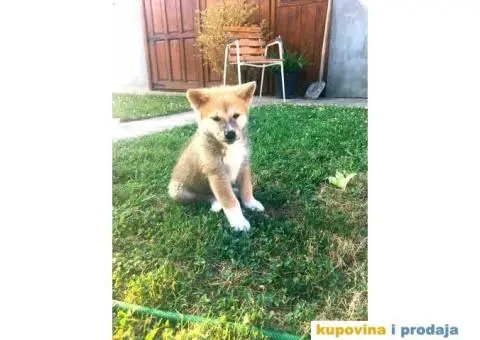 Japanska akita, akita inu - 3/7