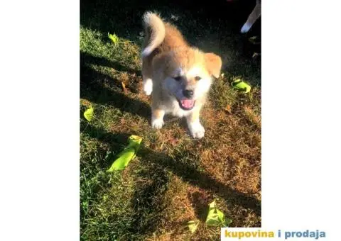 Japanska akita, akita inu - 4/7