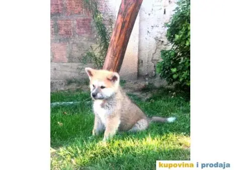 Japanska akita, akita inu - 5/7