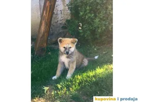Japanska akita, akita inu - 6/7
