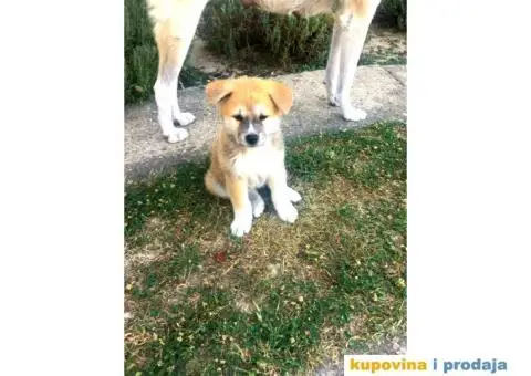 Japanska akita, akita inu - 7/7