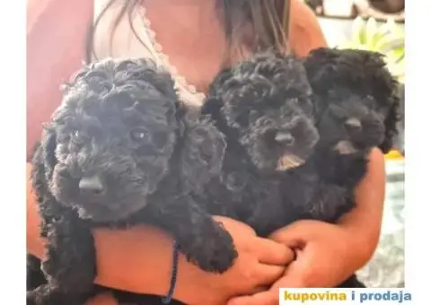 Prodajem štence patuljaste pudle