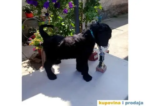 Crni ruski terijer veoma kvalitetna zenska stenad