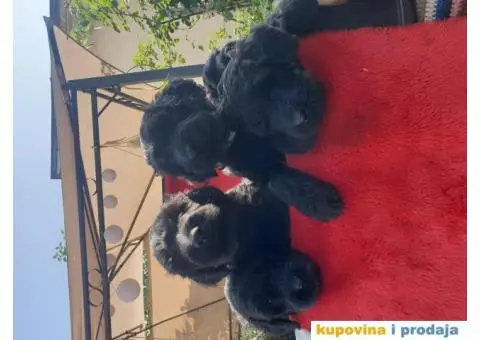 Crni ruski terijer veoma kvalitetna zenska stenad - 2/2