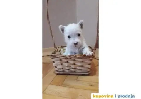 Štenci Westi terijera - 1/6