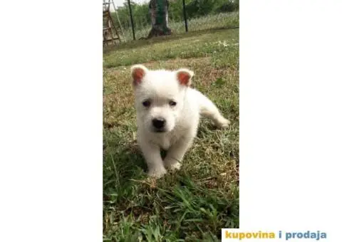 Štenci Westi terijera - 3/6