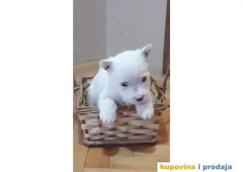 Štenci Westi terijera - 4/6
