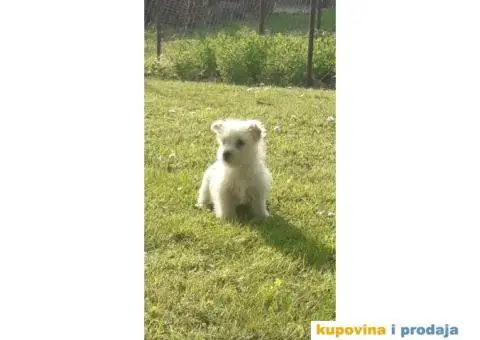 Štenci Westi terijera - 5/6