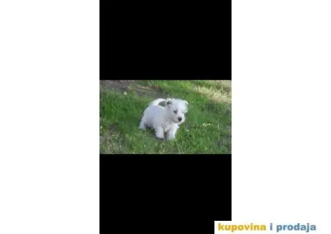 Štenci Westi terijera - 6/6