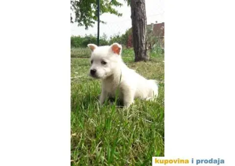 Zapadno škotski beli terijer-Westi - 2/6