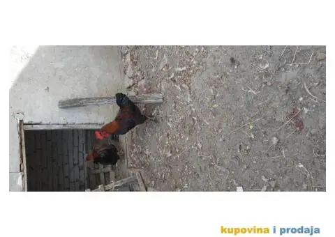 Marans i Minorka petlovi - 1/4