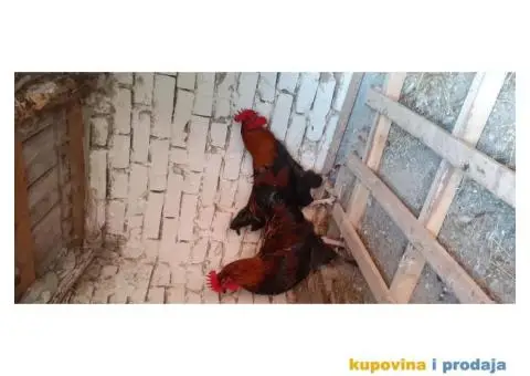 Marans i Minorka petlovi - 2/4