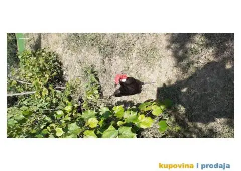 Marans i Minorka petlovi - 3/4