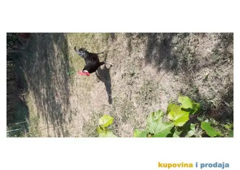 Marans i Minorka petlovi - 4/4