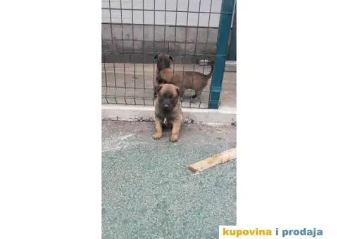 Malinoa stenci - 1/8