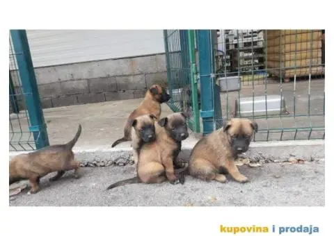 Malinoa stenci - 2/8