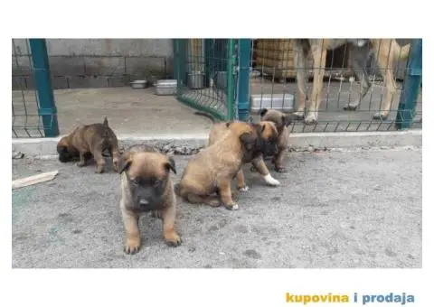 Malinoa stenci - 3/8