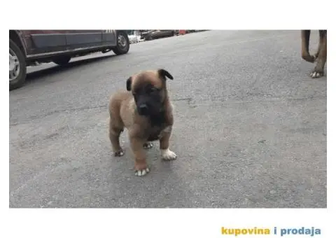 Malinoa stenci - 4/8