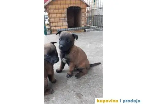 Malinoa stenci - 5/8