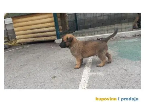 Malinoa stenci - 6/8