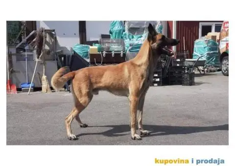 Malinoa stenci - 8/8