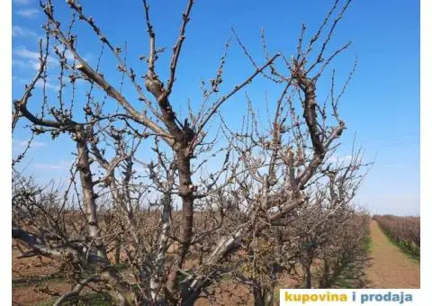 Prodajem jutro zemlje pod sljivama