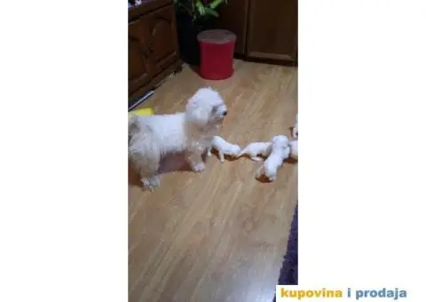 Prodaja stenca maltezera - 1/4