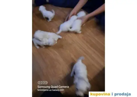 Prodaja stenca maltezera - 2/4