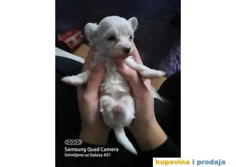 Prodaja stenca maltezera - 3/4