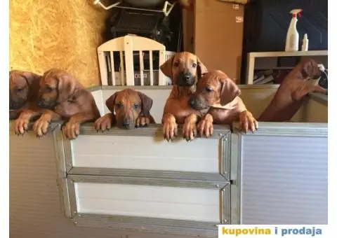 Rodezijski ridžbek, štene - 1/12