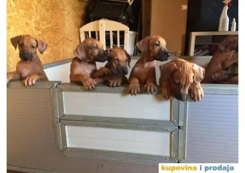 Rodezijski ridžbek, štene - 2/12