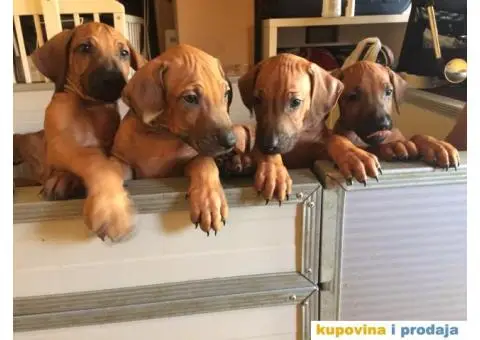 Rodezijski ridžbek, štene - 3/12