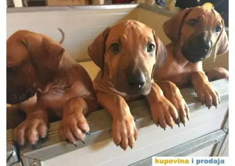 Rodezijski ridžbek, štene - 4/12