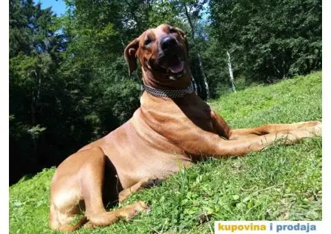 Rodezijski ridžbek, štene - 5/12