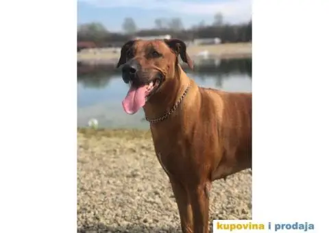 Rodezijski ridžbek, štene - 6/12