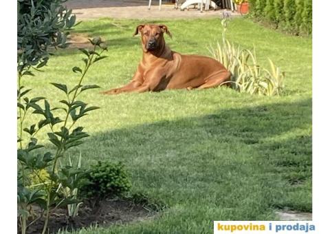 Rodezijski ridžbek, štene - 7/12