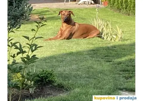 Rodezijski ridžbek, štene - 7/12