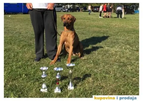 Rodezijski ridžbek, štene - 9/12