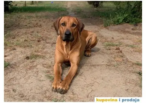 Rodezijski ridžbek, štene - 10/12