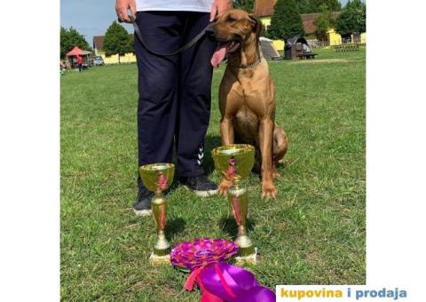 Rodezijski ridžbek, štene - 11/12