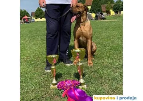 Rodezijski ridžbek, štene - 11/12