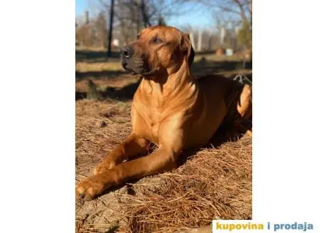 Rodezijski ridžbek, štene - 12/12