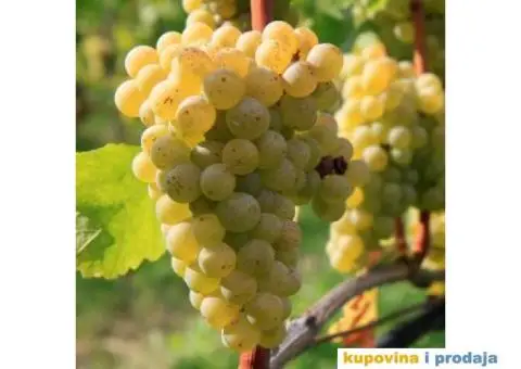 Belo grožđe sorte smederevka na prodaju