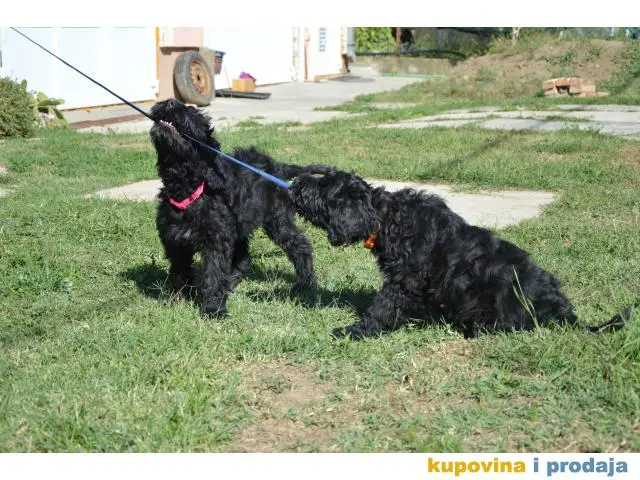 Black Russian Terrier PUPPY  –  Crni Ruski Terijer ŠTENCI - 1