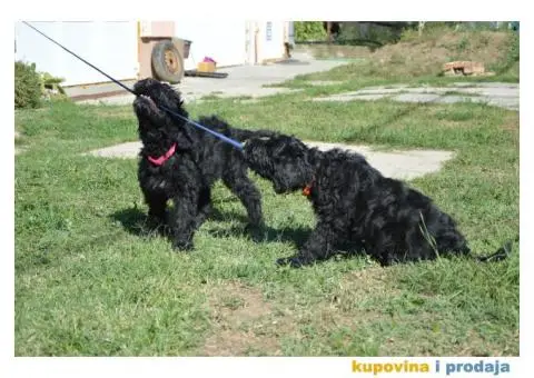 Black Russian Terrier PUPPY  –  Crni Ruski Terijer ŠTENCI - 1/7