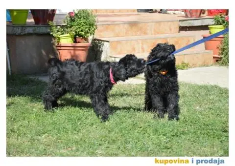 Black Russian Terrier PUPPY  –  Crni Ruski Terijer ŠTENCI - 2/7