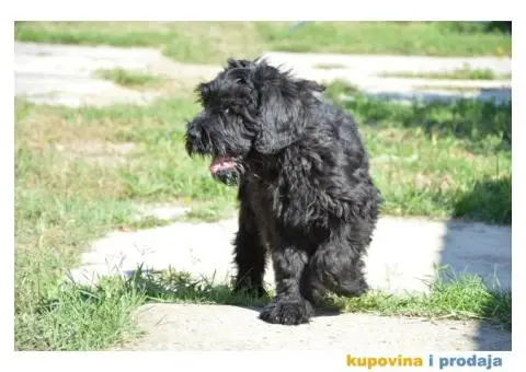 Black Russian Terrier PUPPY  –  Crni Ruski Terijer ŠTENCI - 3/7