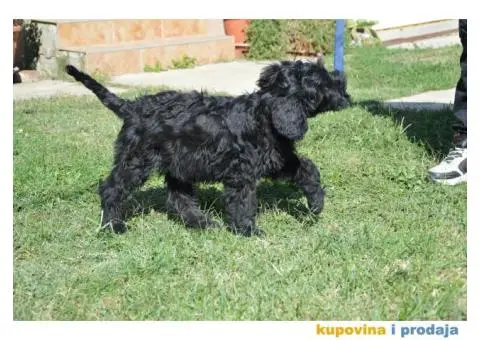 Black Russian Terrier PUPPY  –  Crni Ruski Terijer ŠTENCI - 4/7